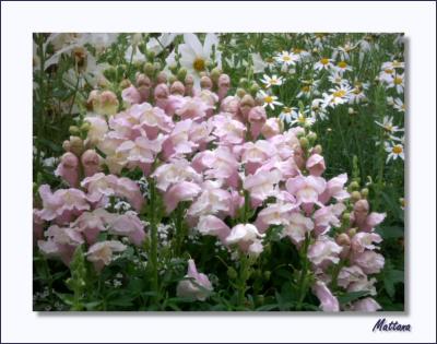 Antirrhinum