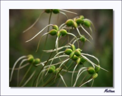Clemetis seed heads