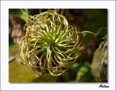 Clemetis seed heads