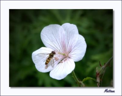 Geranium