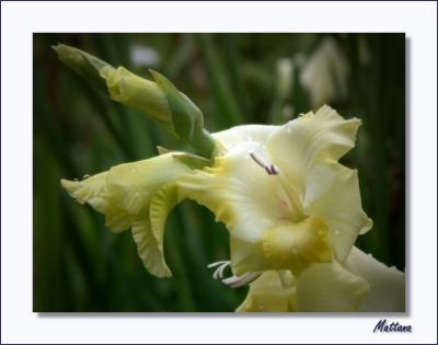 Gladiolus