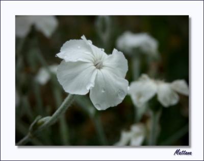 Lychnis