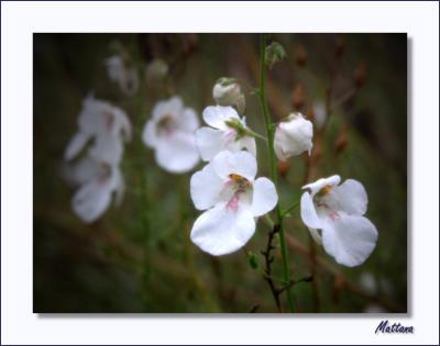 Diascia