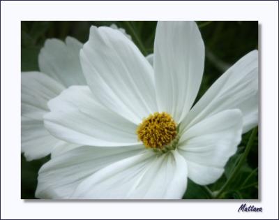 Cosmos