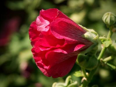 Hollyhock