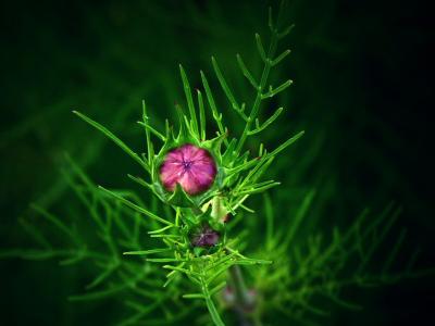 Cosmos