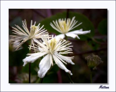 Clemetis