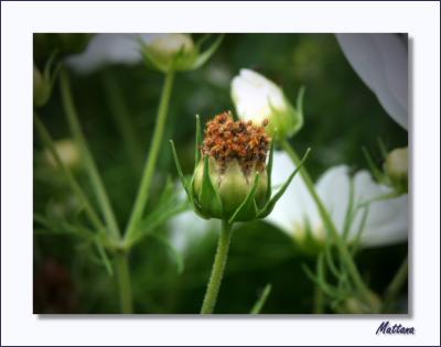 Cosmos