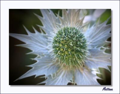 Eryngium - Sea Holly