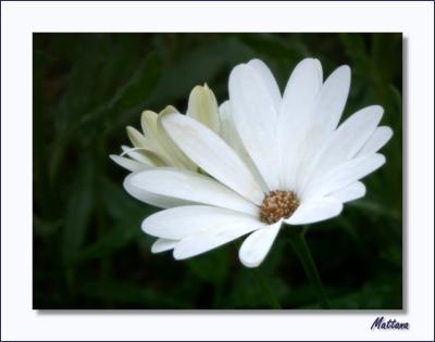 Osteospermum