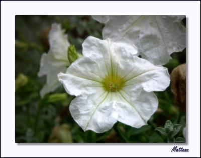 Petunia