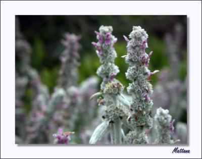Stachys