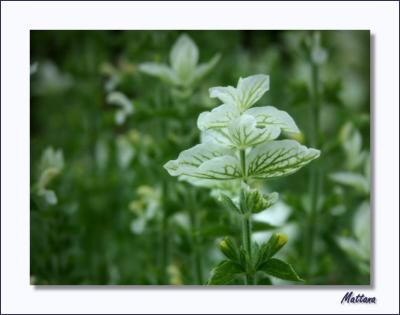 Salvia Viridis