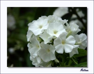Phlox