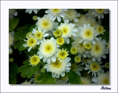 Tanacetum - Feverfew