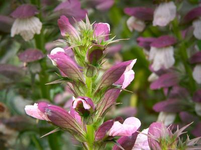 Acanthus
