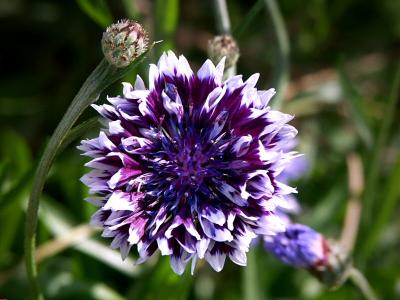 Centauria