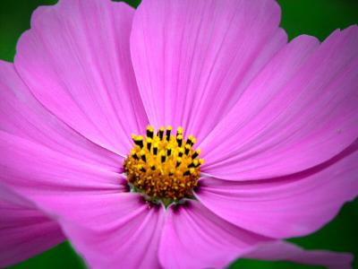 Cosmos