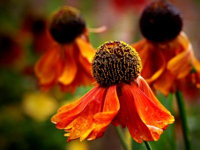 Helenium