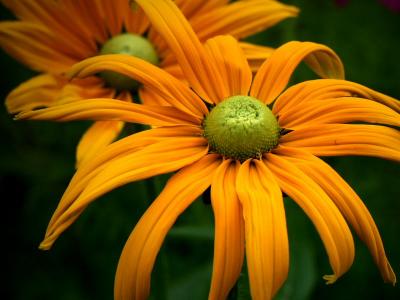 Rudbecia