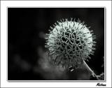 Globe Thistle