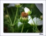 Cosmos
