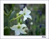 Nicotiana