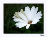 Osteospermum
