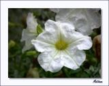 Petunia