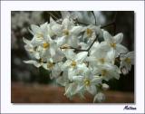 Solanum Crispum