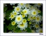 Tanacetum - Feverfew
