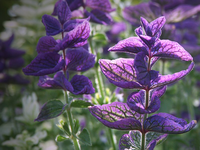 Salvia Viridis
