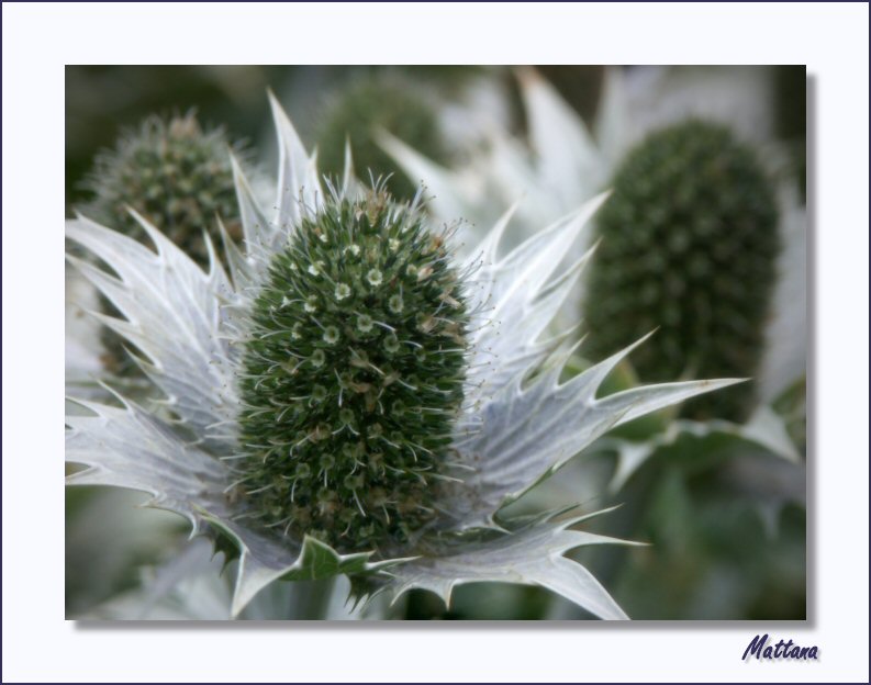 Eryngium - Sea Holly