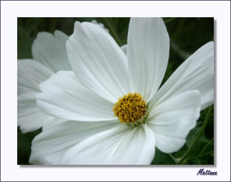 Cosmos