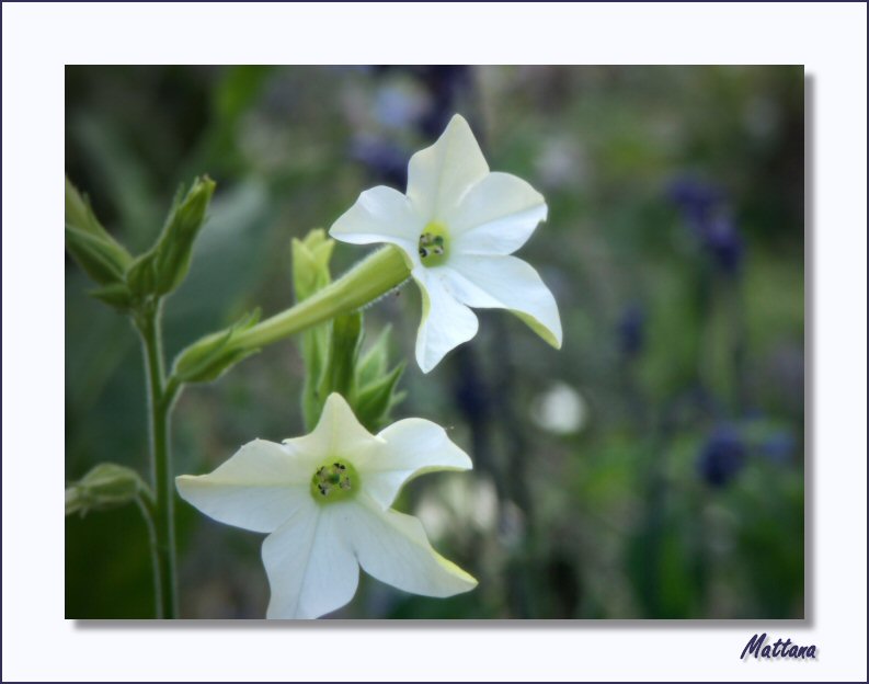 Nicotiana
