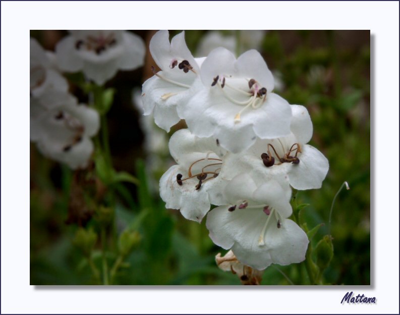 Penstemon