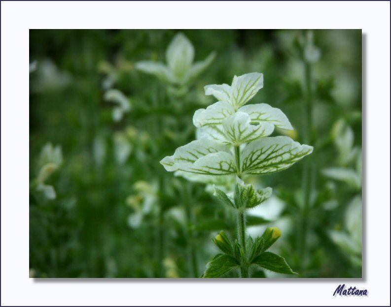 Salvia Viridis