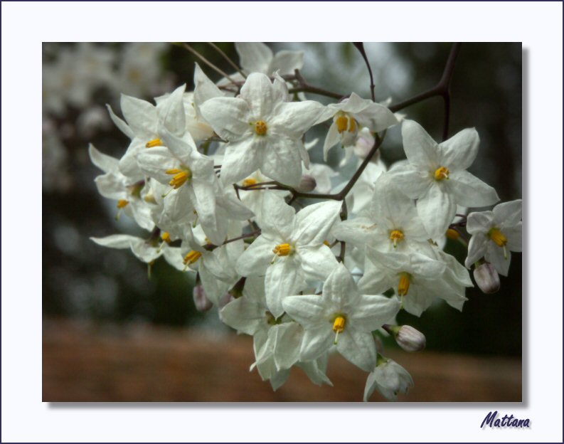 Solanum Crispum