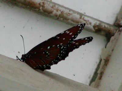 P1010689.JPG