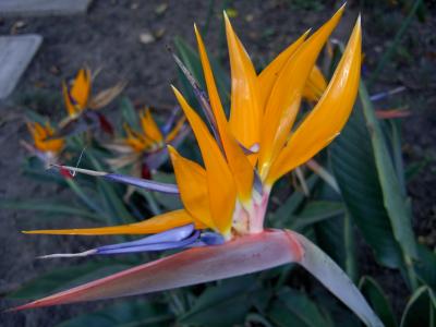 Mar Vista Bird of Paradise