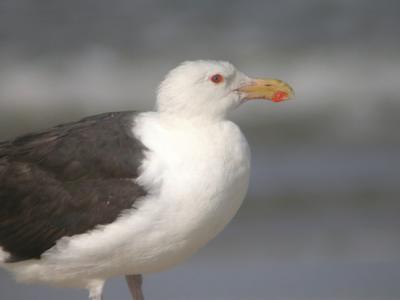 Great  Black-backed Gull