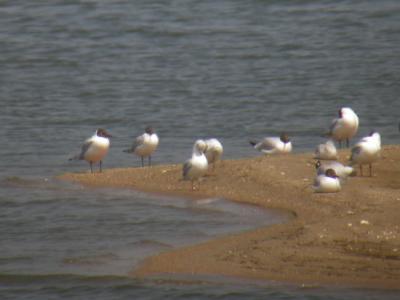 Black-headed Gulls