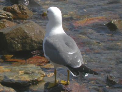 Black-tailed Gull