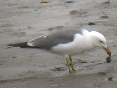 Black-tailed Gull