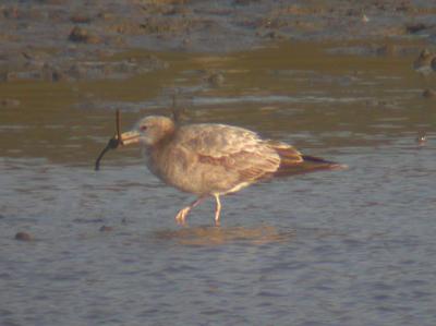 Black-tailed Gull