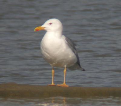 Heuglin's Gull