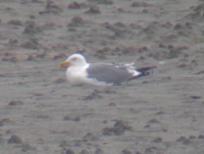 Mongolian Gull