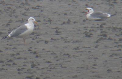 Mongolian Gull