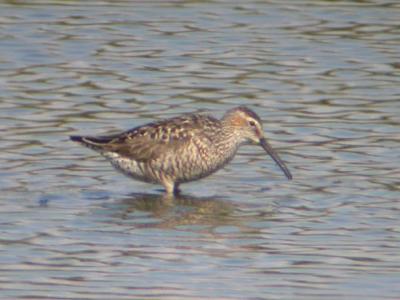 Stilt Sandpiper