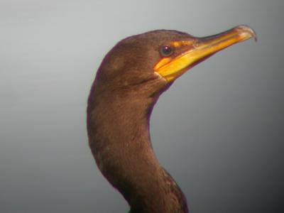 Double-crested Cormorant